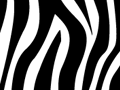 Zebra Skin Seamless Pattern